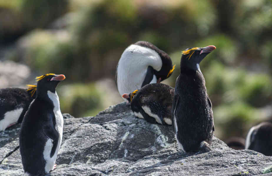 Pingüino Macaroni - islas Georgias del Sur 12.jpg